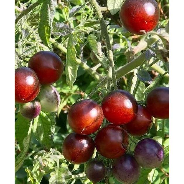 Combo 2 gói Hạt giống cà chua socola chùm dể trồng f1- gói 20 hạt-tặng kèm gói phân bón lót