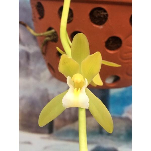 CHẬU LAN KIẾM VÀNG THÁI LAN , MẶT HOA ĐỘT BIẾN, BẢO HÀNH MẶT HOA THEO YÊU CẦU