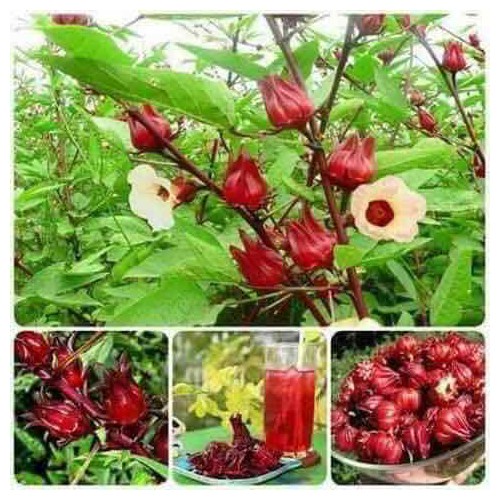 Gói 20 hạt giống atiso đỏ