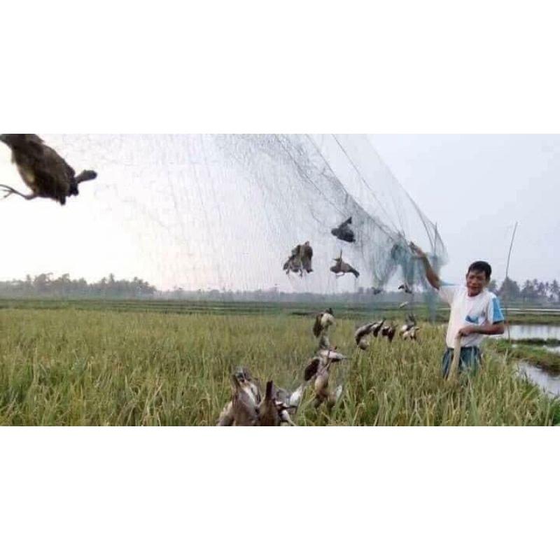 Lưới cao 9m dài 40mét đánh cúm núm gà đồng từ hú quốc cò chằng nghịch