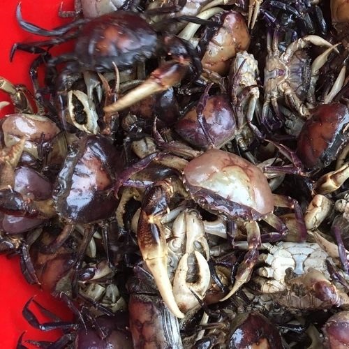 Cua đồng sống nguyên con - 1kg
