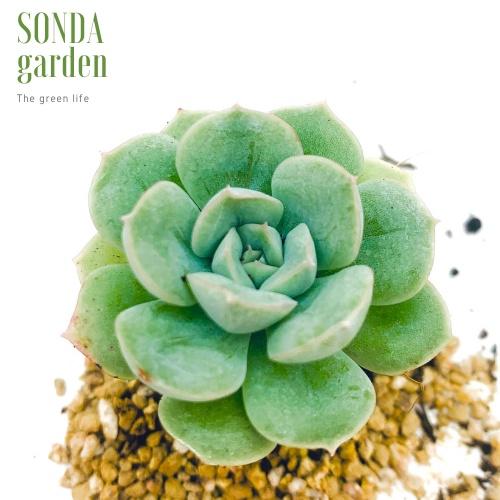 Sen đá liên đài trắng SONDA GARDEN size mini 2.5-4cm, cây cảnh trang trí nhà cửa, lỗi 1 đổi 1