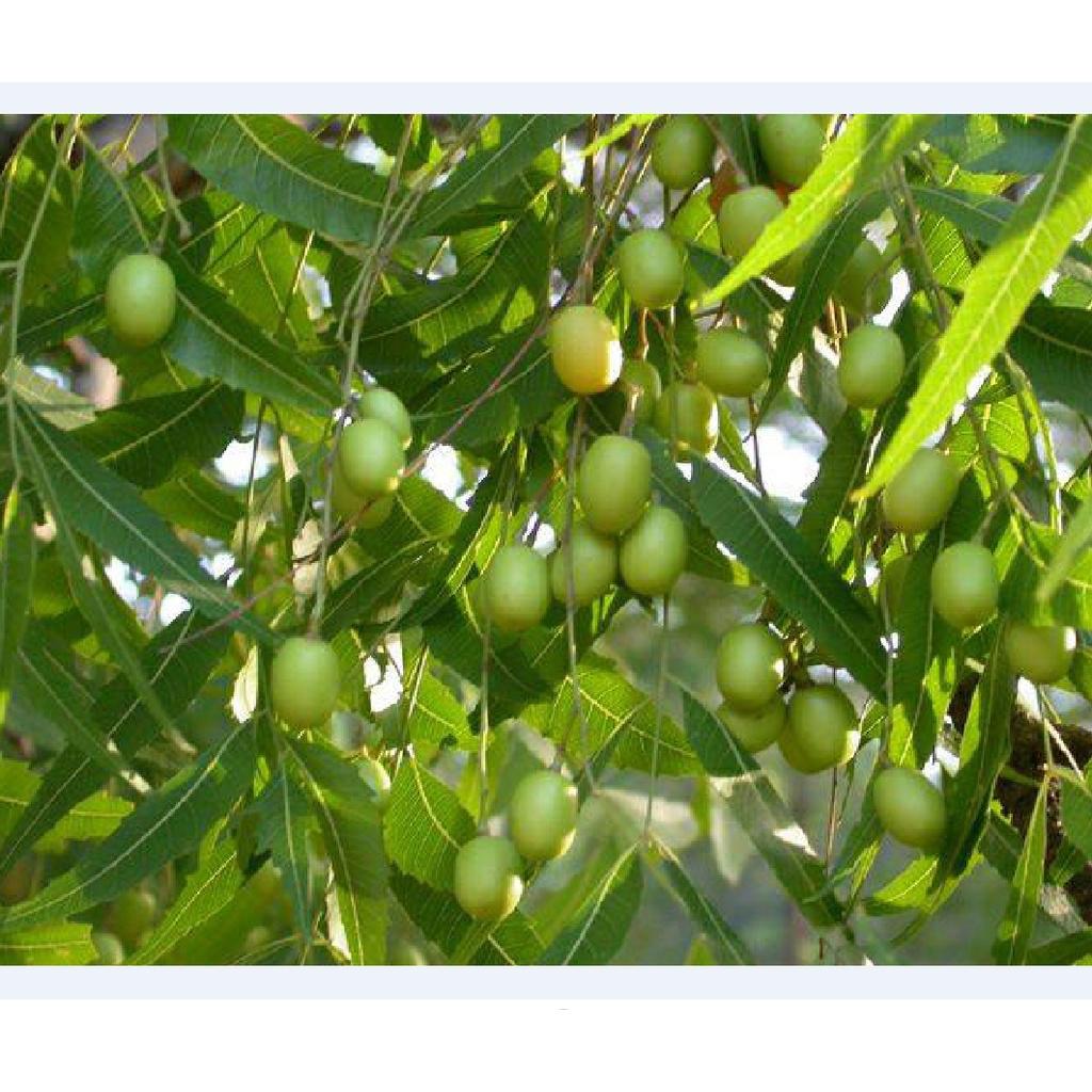 Hạt Giồng Cây xoan ta KNS3728 - Gói 30 hạt