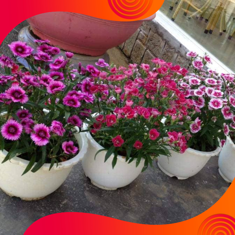 05 Gói Hạt Giống Hoa Cẩm Chướng Đơn Mix - Nảy Mầm Cực Chuẩn