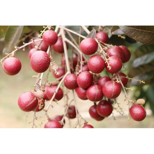 Giống cây nhãn tím