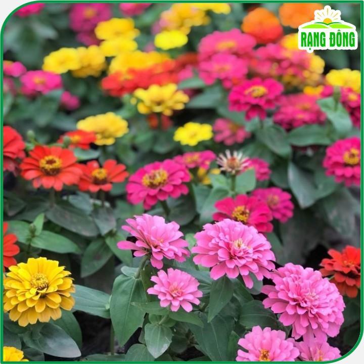 Hạt giống Hoa Cúc Lá Nhám Nhiều Màu Rd 806 (0,1g~20 hạt) trồng thảm hoặc chậu quanh năm - Hạt giống Rạng Đông
