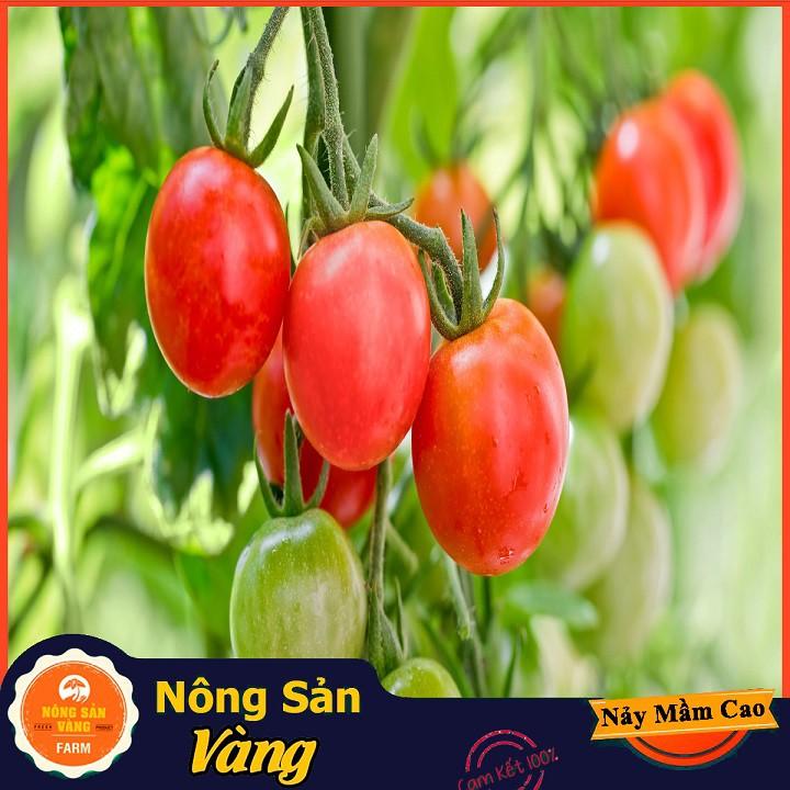Hạt giống Cà Chua Cherry Đỏ ( Gói 20 hạt )