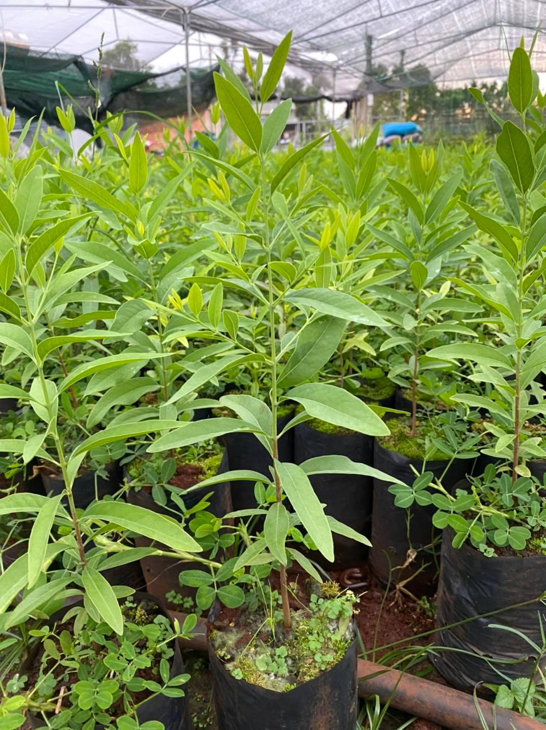 CÂY GIỐNG ĐÀN HƯƠNG TRẮNG ẤN ĐỘ