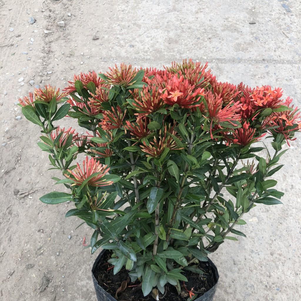 Cây hoa mẫu đơn siêu hoa đủ màu, chiều cao 35cm hoa nở sặc sỡ, cây thích hợp trang trí hàng rào, sân vườn