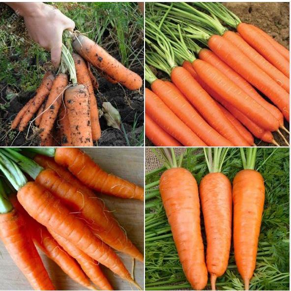 Hạt giống cà rốt chịu nhiệt-gói 100 hạt/tặng kèm gói phân bón lót