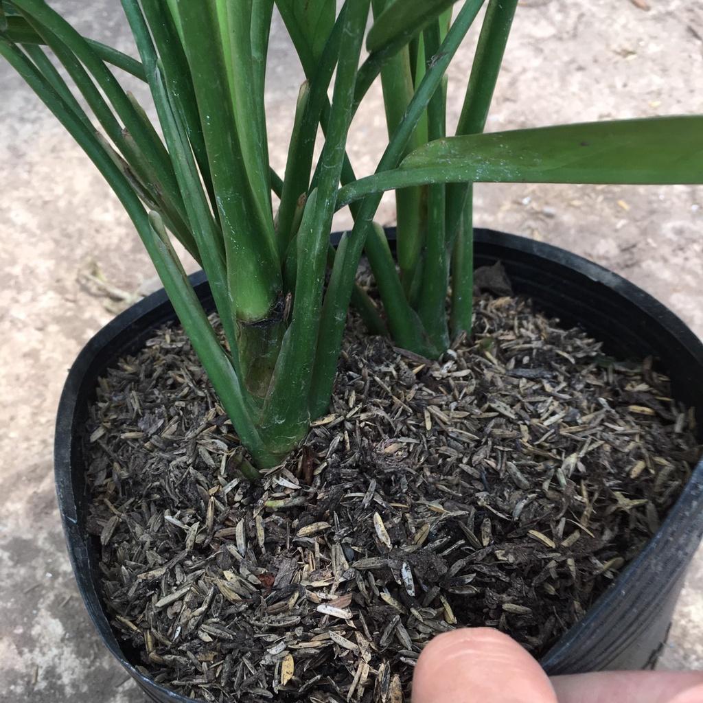 Cây Ngân Hậu Phong Thuỷ Size Lớn 45cm Màu Lá Bắt Mắt,Thích Hợp Trang Trí Nội Thất