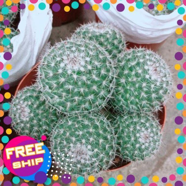 Bụi Xương Rồng Bánh Sinh Nhật