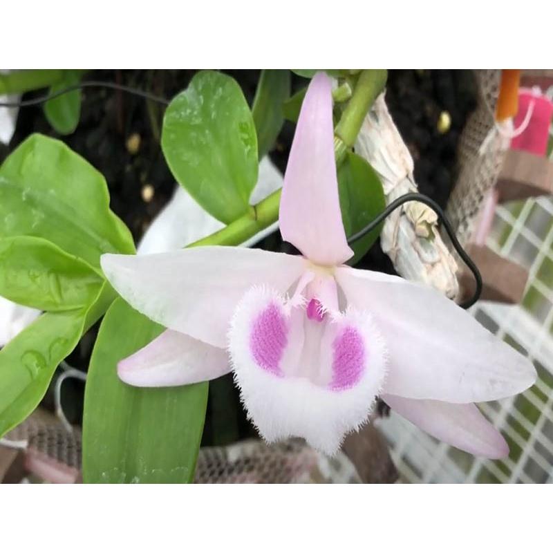 Cốc lan phi điệp đột biến HỒNG Á HẬU, hoa cực đẹp, cực hiếm, hàng gieo hạt, cây y hình