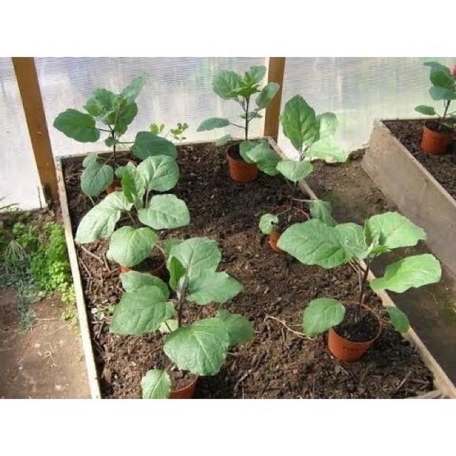 Cà pháo xanh cao sản gói 2gr và 5gr