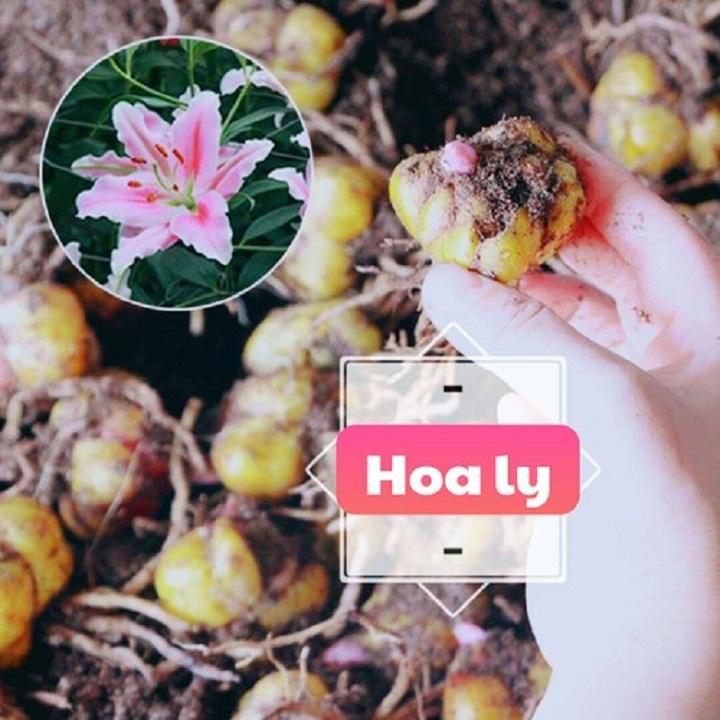 combo 3 củ HOA LY LÙN THƠM CHUẨN HÀ LAN-củ giống