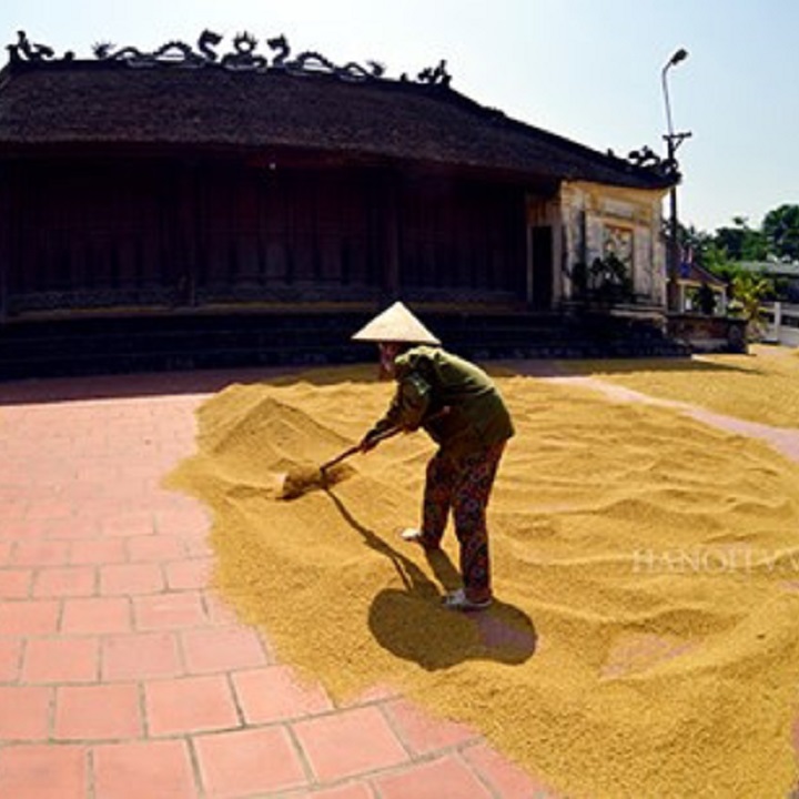Cào thóc chang mạ thép siêu cứng
