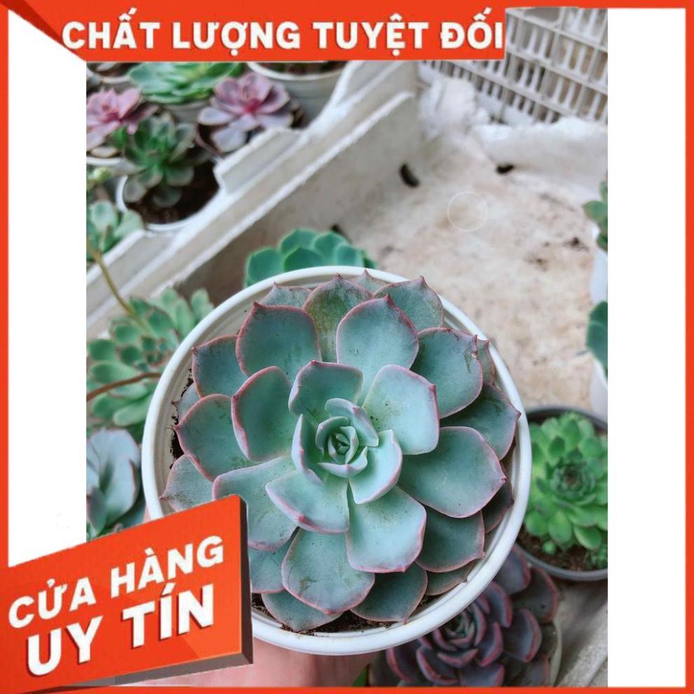 Sen đá hồng phấn Nhiều Người Mua