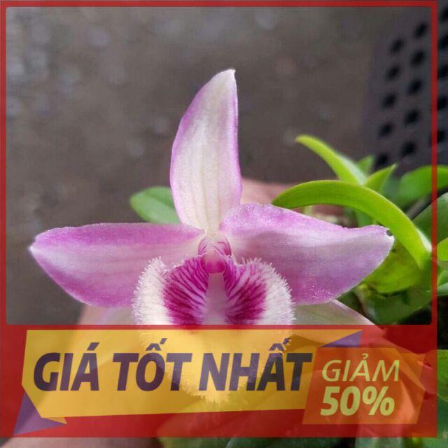 Lan phi điệp đột biến 5 CÁNH HỒNG MẮT NGỌc cây đẹp, cam kết chất lượng UY TÍN CHẤT LƯỢNG