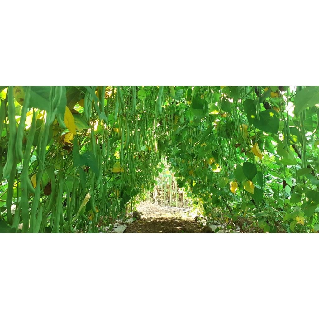 Hạt giống đậu Cove hạt đen cao sản - Agri Polo 117