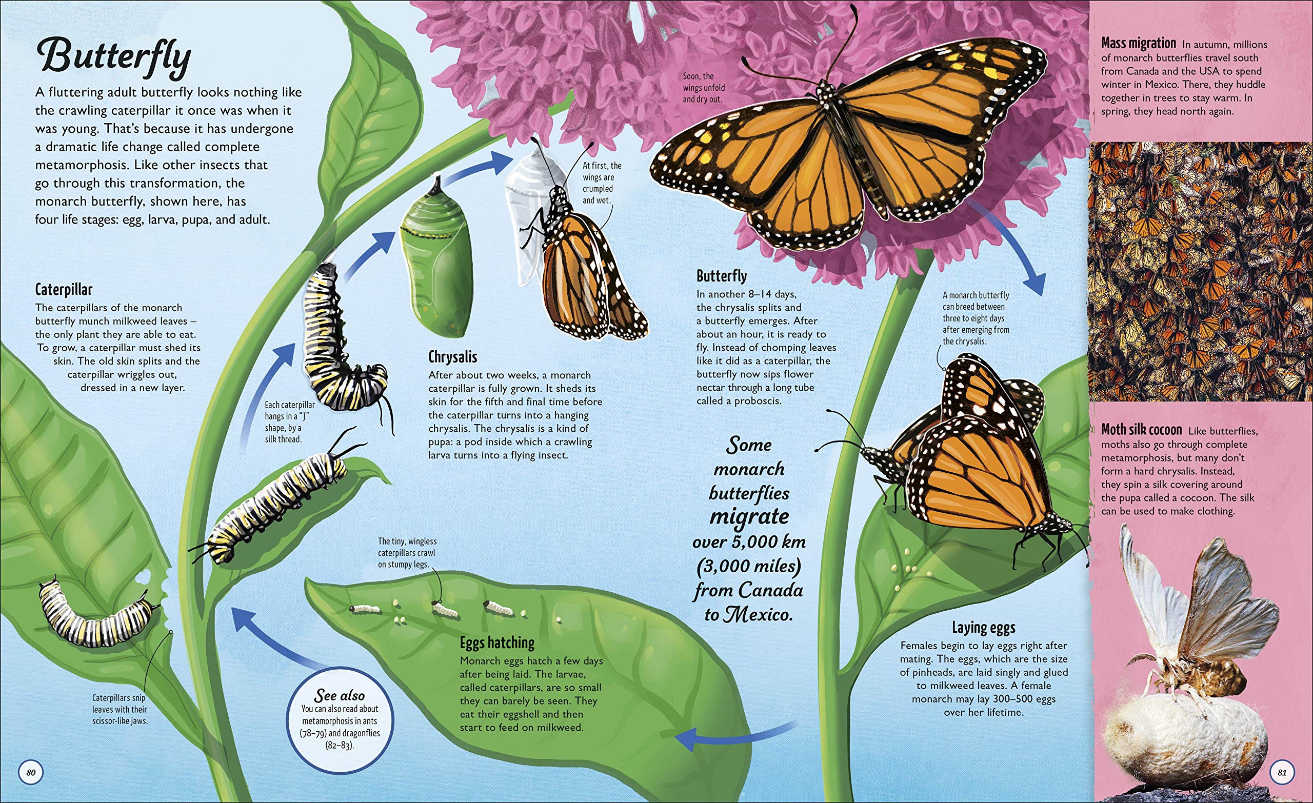 Life Cycles: Everything From Start To Finish