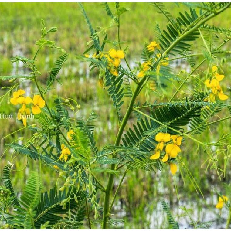 Hạt giống bông điên điển vàng- gói 10 hạt/tặng kèm gói phân bón lót