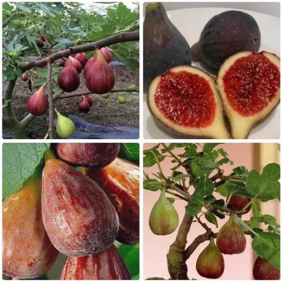 Hạt giống sung ngọt Mỹ  Gói 10 hạt/tặng kèm gói phân bón lót