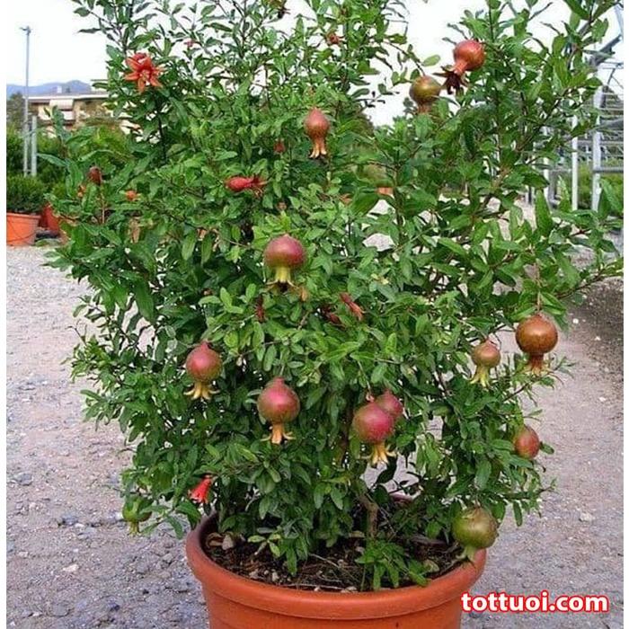 Cây lựu đỏ lùn Thái bonsai mini- cây sẵn hoa và quả