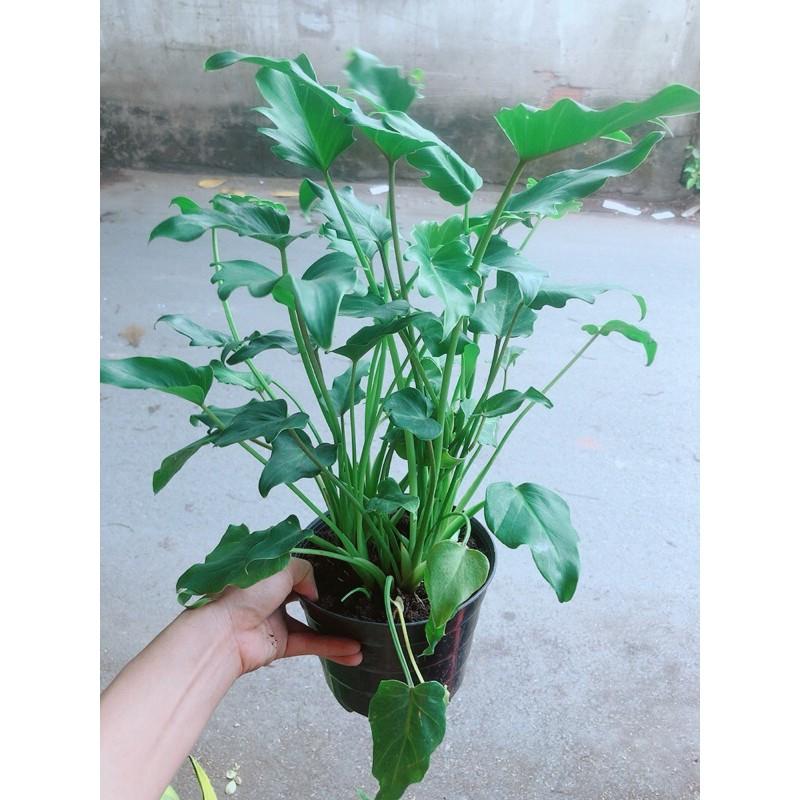 Trầu Bà Chân Vịt