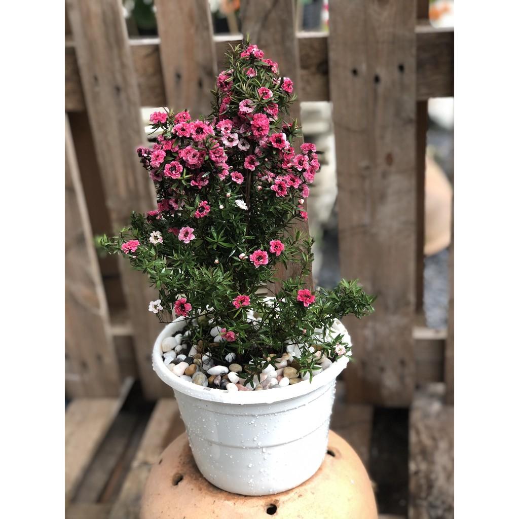 Chậu cây Nhất Chi Mai