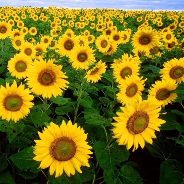 Hạt giống hoa hướng dương cao -1 gói 30 hạt -