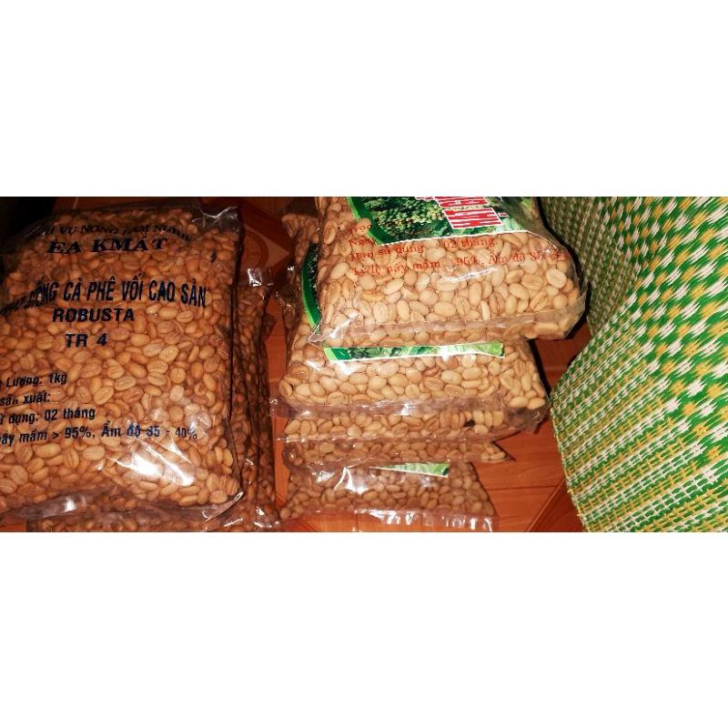500gram hạt cà phê xanh lùn giống