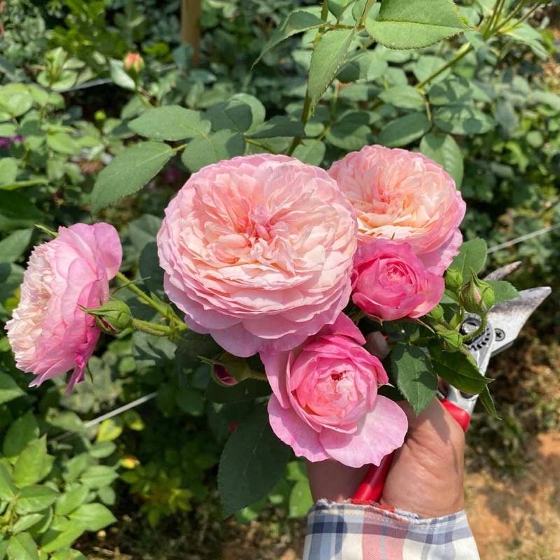 Hoa hồng ngoại Constance Rose - hồng bụi, hoa chùm