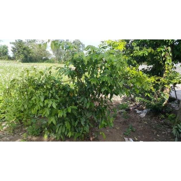 Cây giống hoa dẻ thơm cao 20 cm chuẩn giống cây trong bầu