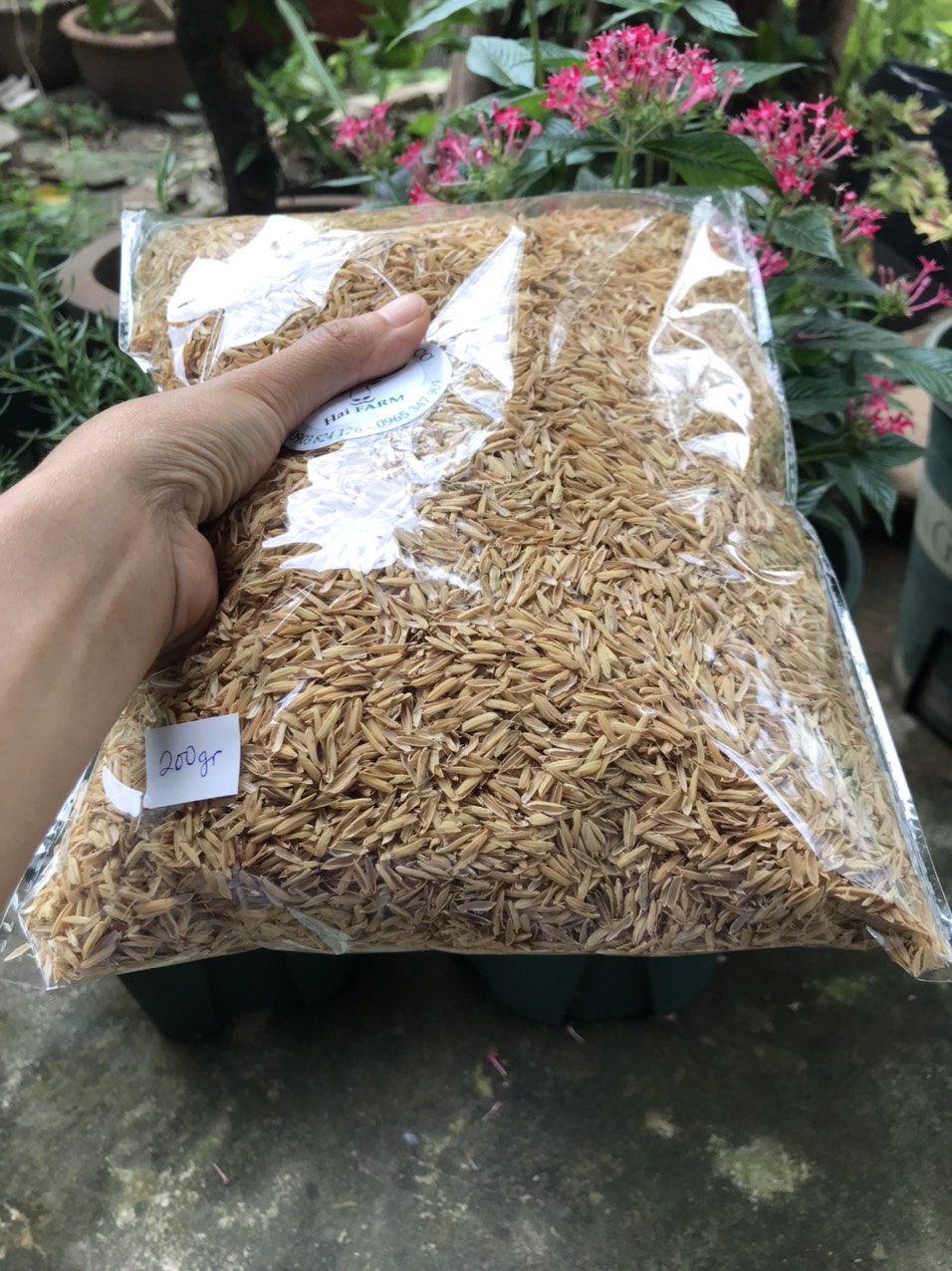 Trấu sống - Giá thể trấu sống trồng cây