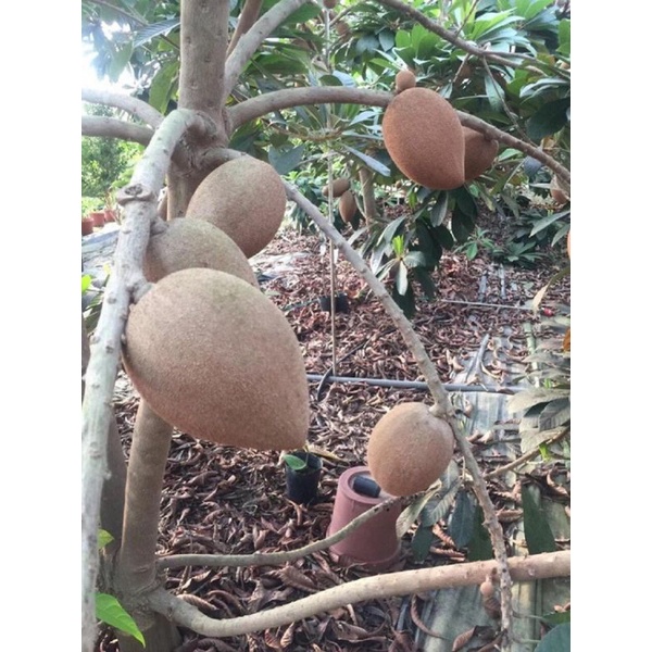 Cây giống hồng xiêm ruột đỏ khổng lồ