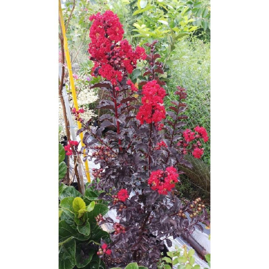 CHẬU CÂY HOA TƯỜNG VI HUYẾT LONG CAO 1m