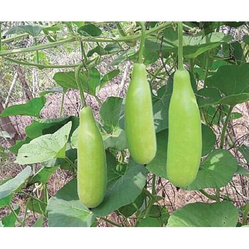 Hạt Giống Bầu Xị F1 CT03 - Gói 10 hạt