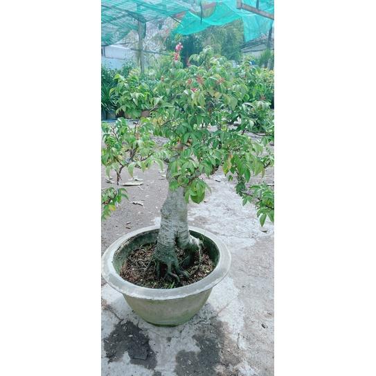 Chậu Khế Bonsai Lớn