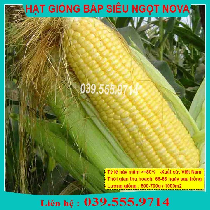 HẠT GIỐNG NGÔ SIÊU NGỌT 100GRAM - HẠT NGÔ ĐỀU ĐẸP