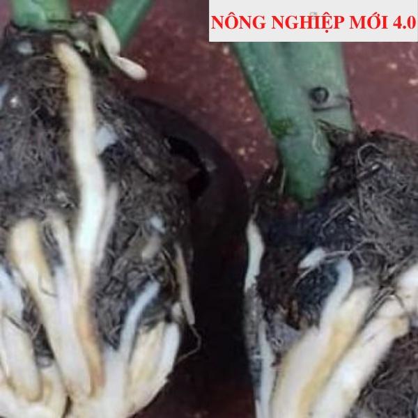 RỄ BÈO TÂY - RỄ LỤC BÌNH - CHIẾT CÀNH RA RỄ 100%