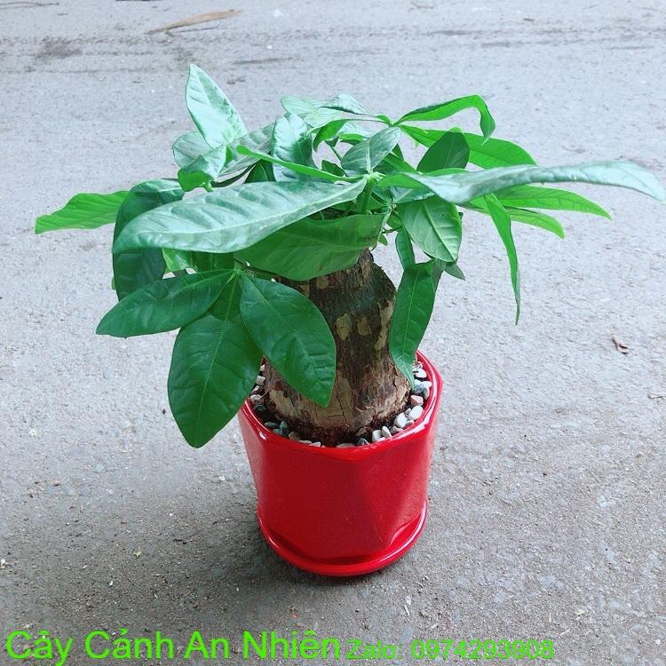 Chậu Kim Ngân 1 Thân