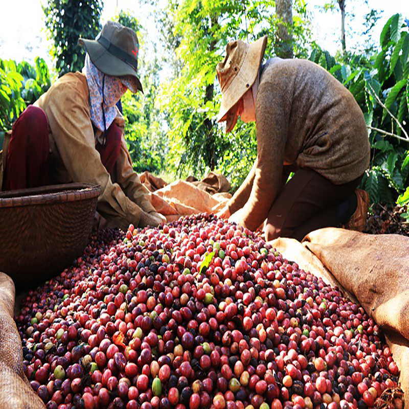 Cà phê hữu cơ VinaGolden 100% Arabica Organic 365 CAFE rang xay nguyên chất, pha phin, pha máy VGO365