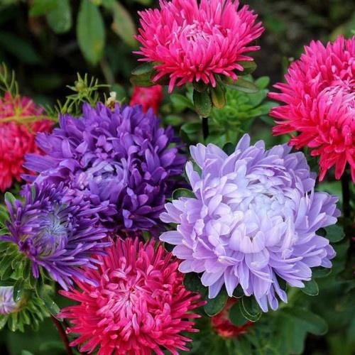 Combo 3 gói hạt giống cúc đại đó nhiều màu-gói 50 hạt- TẶNG 1 gói phân bón