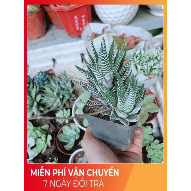 Chậu Móng Rồng