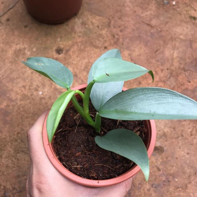 Trầu bà bạc Philodendron Hastatum