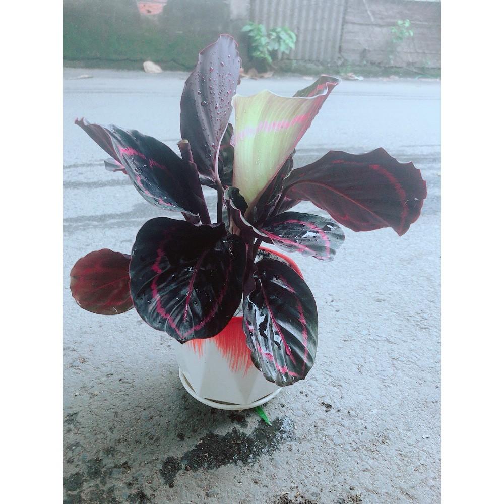 Chậu Đuôi Công Tím