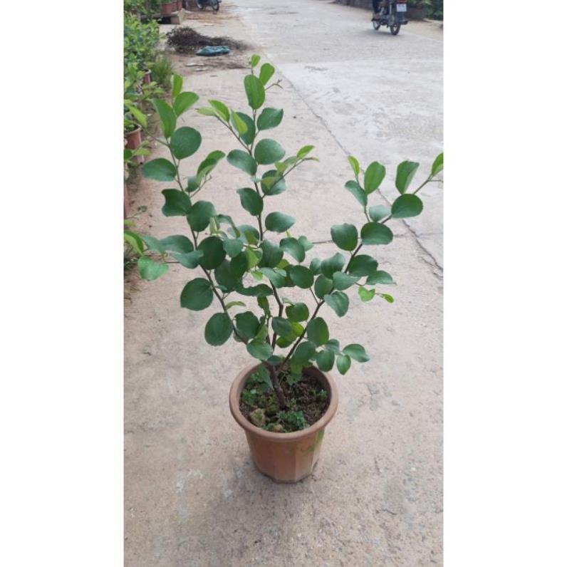 Sản phẩm TÁO NGỌT TRỒNG CHẬU