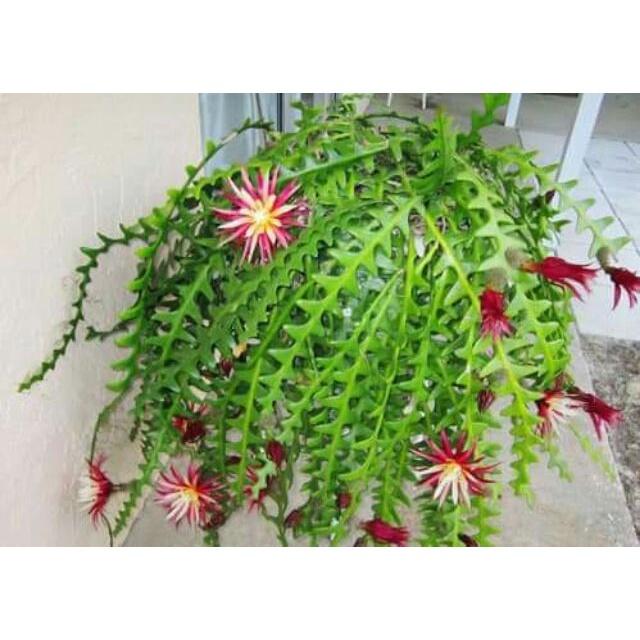 HOA NHẬT QUỲNH XƯƠNG CÁ CÂY GIỐNG CHUẨN GIỐNG F1