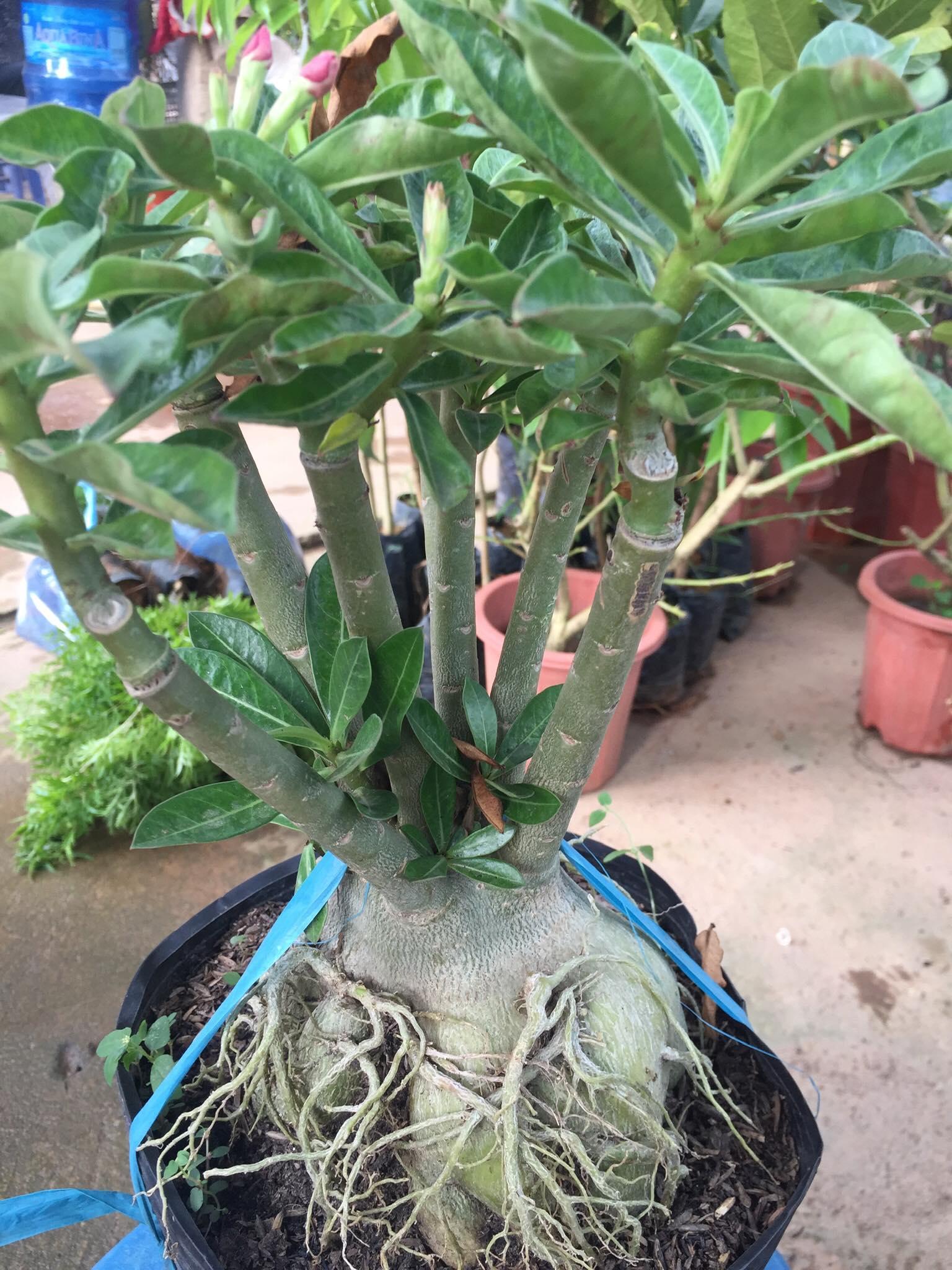 Sứ kim tự tháp, Cây sứ kim tự tháp cây to đẹp