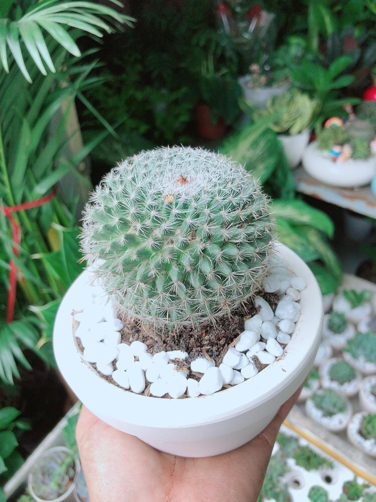 Chậu Xương Rồng